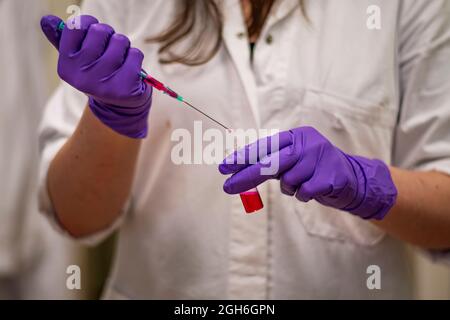 Une femme chercheuse ajoute soigneusement un réactif toxique dans un laboratoire de chimie portant des gants et une blouse de laboratoire comme mesure de protection Banque D'Images