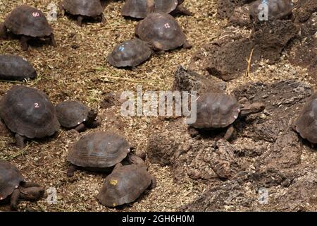Des jeunes tortues à la Fondation Charles Darwin sur l'île de Galapagos à Santa Cruz, en Équateur, en Amérique du Sud Banque D'Images