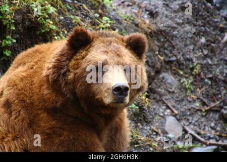 Alaska, grizzli photographié dans la forteresse de l'ours à Sitka Banque D'Images