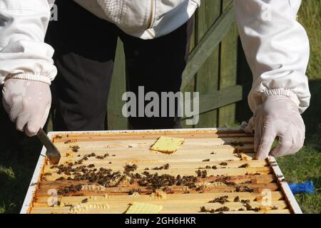 Stowmarket, Suffolk - 5 septembre 2021 : apiculteur en activité pour l'entretien des ruches des abeilles buckfast.Soulever avec précaution les cadres chargés de milliers d'abeilles. Banque D'Images