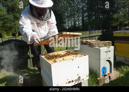 Stowmarket, Suffolk - 5 septembre 2021 : gardien d'abeilles s'occupant de ses ruches d'abeilles buckfast. Banque D'Images