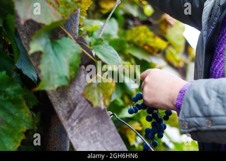 Femme défocus tenant un bouquet de raisin. Raisins de vin rouge sur la vigne dans le vignoble, gros plan. Viticulteur récolte des raisins. Les mains des femmes coupantes des raisins pendant le Banque D'Images