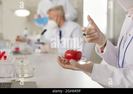 Chercheur en génétique travaillant sur les tomates GM tout en faisant de la recherche en laboratoire alimentaire Banque D'Images