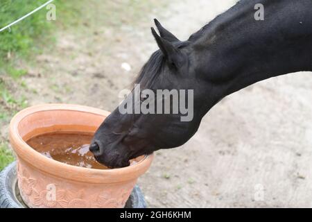 Cheval brun foncé assoiffé buvant de l'eau d'un seau dans le corral du cheval en été. Vue rapprochée. Vue de l'intérieur d'une écurie de chevaux. Prendre soin de et Banque D'Images