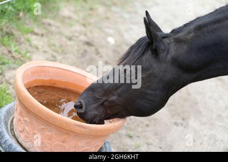 Cheval brun foncé assoiffé buvant de l'eau d'un seau dans le corral du cheval en été. Vue rapprochée. Vue de l'intérieur d'une écurie de chevaux. Prendre soin de et Banque D'Images