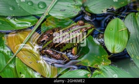 Grenouille comestible européenne (Pélophylax esculentus) sur les plantes à eau verte. Waren, Allemagne Banque D'Images