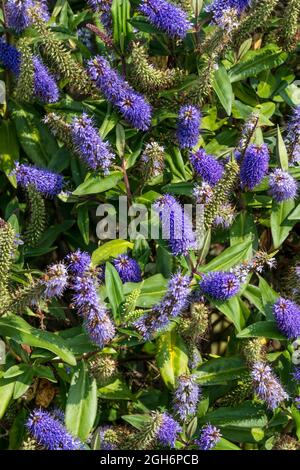 Grand nombre de fleurs violettes sur une plante Hebe. Banque D'Images