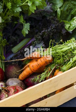 Une vue de dessus de gros plan de légumes du jardin fraîchement cueillis Banque D'Images