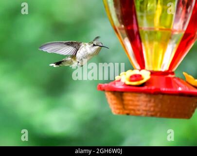 petit petit colibri à la mangeoire Banque D'Images