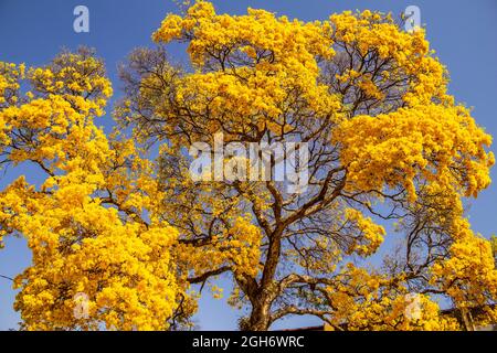 Détail d'une grande et belle bépe jaune avec ciel bleu en arrière-plan. Banque D'Images