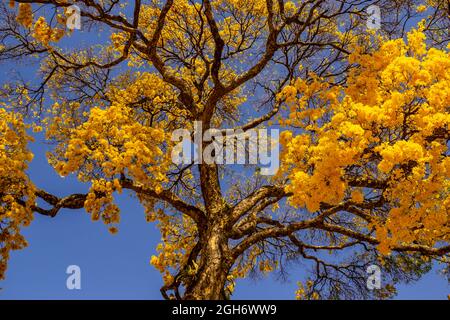 Détail d'une grande et belle bépe jaune avec ciel bleu en arrière-plan. Banque D'Images