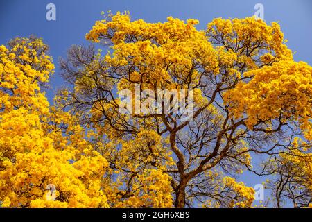 Détail d'une grande et belle bépe jaune avec ciel bleu en arrière-plan. Banque D'Images