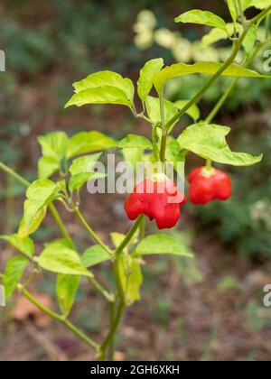 Détail du piment de la couronne d'un évêque écologique (cloche de Noël ou chapeau de joker) poussant dans un verger à fond flou (Capsicum baccatum) Banque D'Images