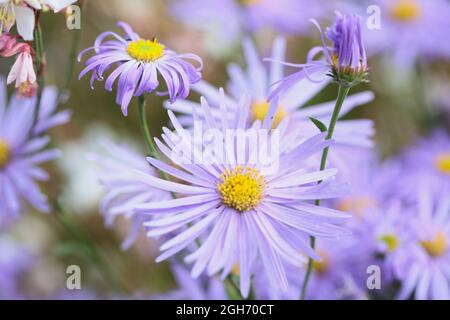 Gros plan de fleurs d'Aster bleu-violet ( Symphyotrichum oblongifolium ) Banque D'Images