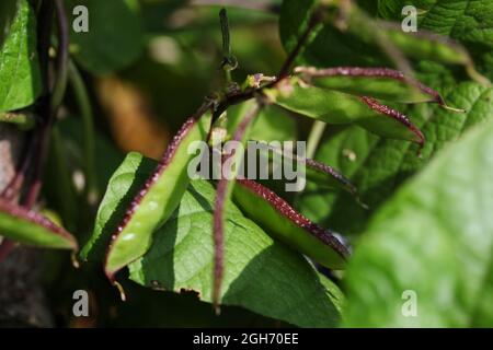 Labab Bean 'Yings' (Labbab purpureus) Banque D'Images