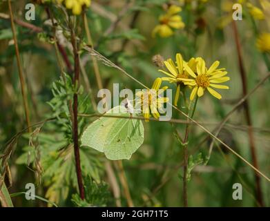 Un papillon commun (Gonepteryx rhamni) se nourrissant de la fleur jaune d'une plante à ragwort (Jacobaea paludosa) sur la plaine de Salisbury, Royaume-Uni Banque D'Images