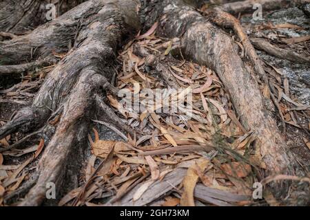 Feuilles d'eucalyptus tombées sur le sol entre les racines. Banque D'Images