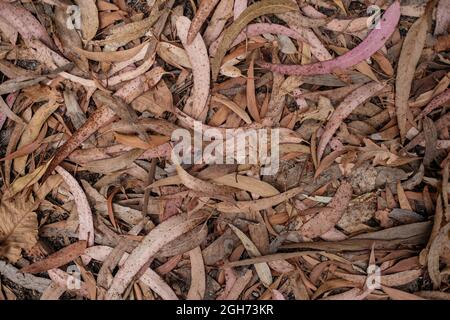 Feuilles d'eucalyptus sèches tombées sur le sol. Banque D'Images