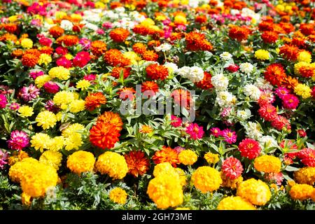 Les fleurs de Zinnia haageana est une espèce de plantes à fleurs de la famille des Asteraceae du Mexique. Banque D'Images