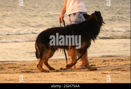 Berger allemand à poil long à la plage Banque D'Images
