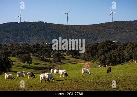 Cette Valle della Lune, Vallée de la Lune, dans le nord-ouest de la Sardaigne. Il est dans la région proche de la ville d'Aggius et est un domaine de l'agriculture Banque D'Images