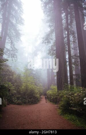Sites le long de la piste Lady Bird Johnson Trail dans le parc national de Redwood Banque D'Images