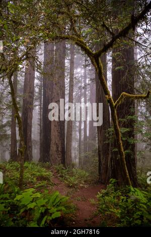 Sites le long de la piste Lady Bird Johnson Trail dans le parc national de Redwood Banque D'Images
