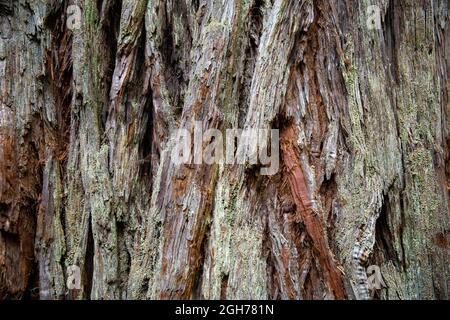 Sites le long de la piste Lady Bird Johnson Trail dans le parc national de Redwood Banque D'Images
