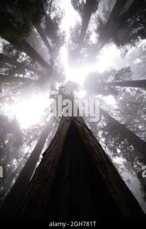 Sites le long de la piste Lady Bird Johnson Trail dans le parc national de Redwood Banque D'Images