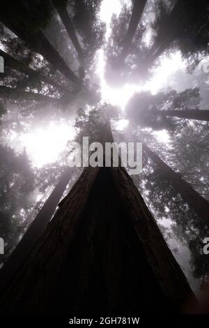 Sites le long de la piste Lady Bird Johnson Trail dans le parc national de Redwood Banque D'Images