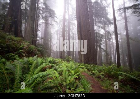Sites le long de la piste Lady Bird Johnson Trail dans le parc national de Redwood Banque D'Images