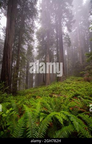 Sites le long de la piste Lady Bird Johnson Trail dans le parc national de Redwood Banque D'Images