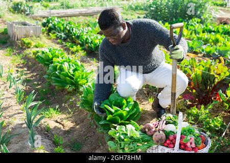 Un fermier afro-américain hante des arbustes d'épinards dans le jardin de la cuisine Banque D'Images