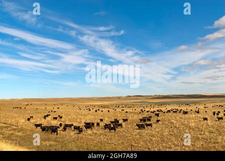 Bovins Black Angus dans les pâturages des Prairies. Banque D'Images