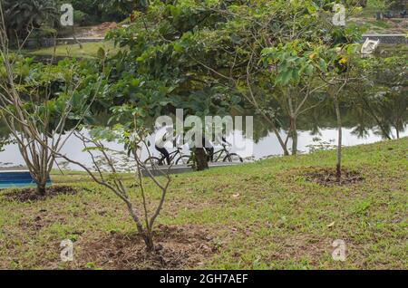 Salvador, Bahia, Brésil - 27 juillet 2014 : le Parque de Pituacu est situé sur le front de mer et occupe la plus grande réserve écologique de la ville de Salv Banque D'Images