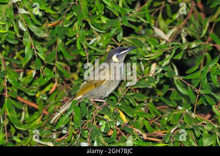 Le Honeyeater de Lewin, Meliphaga lewinii. Parfois appelé Bananabrid ou Orange-oiseau. Coffs Harbour, Nouvelle-Galles du Sud, Australie Banque D'Images