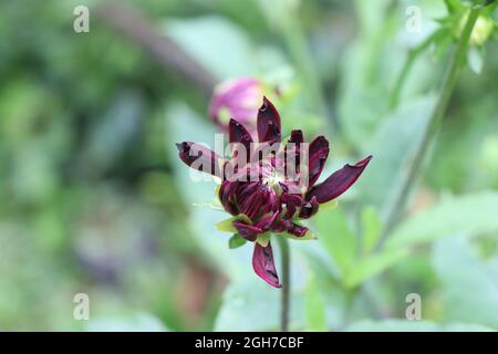 Rare trouver maroon dahlia, fleur de Dahlia dans un jardin sur fond de feuilles Banque D'Images