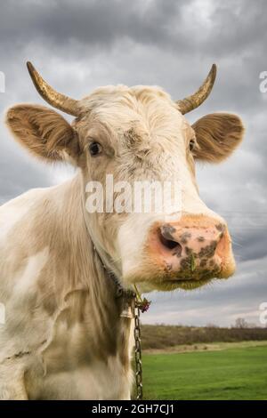 Belle vache blanche regarde dans l'appareil photo gros plan. Banque D'Images