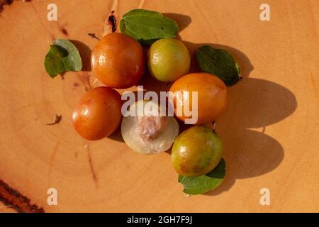 Ziziphiphus jujuba, communément appelé jujube, également connu sous le nom de date chinoise, pomme chinoise, prune indienne, jujube indienne, Musawu ou Maçanica Banque D'Images