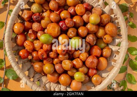 Ziziphiphus jujuba, communément appelé jujube, également connu sous le nom de date chinoise, pomme chinoise, prune indienne, jujube indienne, Musawu ou Maçanica Banque D'Images