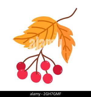 Brindilles avec viburnum et feuilles dorées isolées sur fond blanc. Illustration vectorielle dessinée à la main dans un style de dessin animé à plat. Parfait pour votre projet, cartes, logo, décorations. Illustration de Vecteur