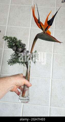 Strelizia et sapin brindilles dans un grand vase en verre fin sur carreaux gris Banque D'Images