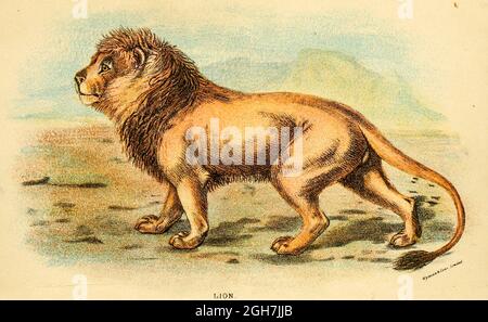 lion (Panthera leo ici comme Felis leo) du livre "Un manuel à la carnivora : partie 1 : chats, civettes, et mongooses" par Richard Lydekker, 1849-1915 publié en 1896 à Londres par E. Lloyd Banque D'Images