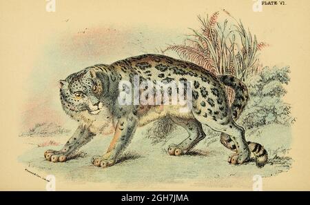 Le léopard des neiges (Panthera uncia ici sous le nom de Felis uncia), également connu sous le nom d'once, est un félide du genre Panthera natif des chaînes de montagnes de l'Asie centrale et du Sud du livre ' Un manuel à la carnivora : partie 1 : Chats, civettes et mongooses ' par Richard Lydekker, 1849-1915 publié en 1896 à Londres par E. Lloyd Banque D'Images