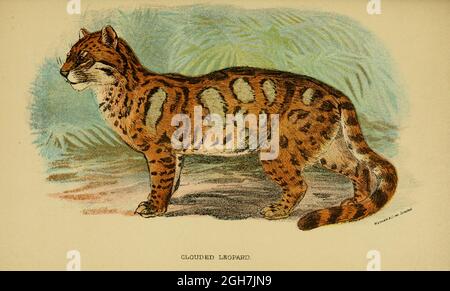 Le léopard trouble (Neofelis nebulosa ici comme Felis nebulosa) est un chat sauvage qui habite des forêts denses des contreforts de l'Himalaya à travers le continent de l'Asie du Sud-est jusqu'en Chine du Sud. Du livre ' A Handbook to the carnivora : part 1 : chats, civettes et mongoses ' de Richard Lydekker, 1849-1915 publié en 1896 à Londres par E. Lloyd Banque D'Images