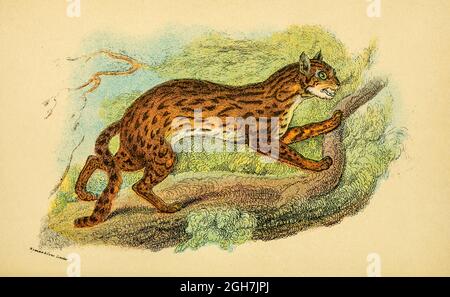 le chat léopard (Prionailurus bengalensis ici comme Felis bengalensis) est un petit chat sauvage indigène à l'Asie continentale du Sud, du Sud-est et de l'est du livre ' Un manuel à la carnivora : partie 1 : Chats, civettes et mongooses ' par Richard Lydekker, 1849-1915 publié en 1896 à Londres par E. Lloyd Banque D'Images