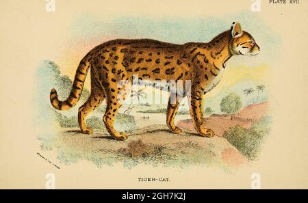 L'oncilla (Leopardus tigrinus ici sous le nom de Felis tigrina), également connu sous le nom de chat tigre du nord, petit chat tacheté, et tigrillo, est un petit chat tacheté allant de l'Amérique centrale au Brésil central. Du livre ' A Handbook to the carnivora : part 1 : chats, civettes et mongoses ' de Richard Lydekker, 1849-1915 publié en 1896 à Londres par E. Lloyd Banque D'Images