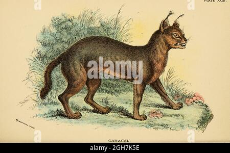 caracal (Caracal caracal ici comme Felis caracal) est un chat sauvage de taille moyenne originaire d'Afrique, du Moyen-Orient, d'Asie centrale et des régions arides du Pakistan et du nord-ouest de l'Inde. Il se caractérise par une construction robuste, des jambes longues, une face courte, de longues oreilles toufflées et de longues dents canines. Son pelage est uniformément rougeâtre ou sableux, tandis que les parties ventrales sont plus légères avec de petites marques rougeâtres. Il atteint 40–50 cm (16–20 po) à l'épaule et pèse 8–19 kg (18–42 lb). Du livre "Un manuel à la carnivora : partie 1 : chats, civettes et mongoses" de Richard Lydekker, 1849-1915 publié en 1896 Banque D'Images