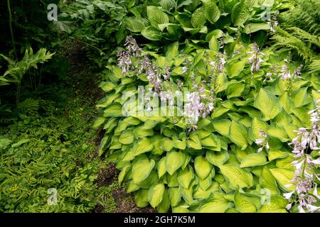 Bordure de jardin Hosta Hosta 'Gold Rush' vivaces à l'ombre Banque D'Images