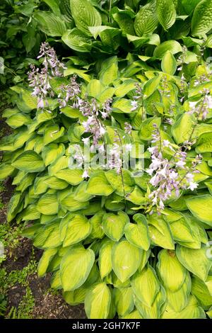 Jardin Hosta Gold Rush fleurs Banque D'Images